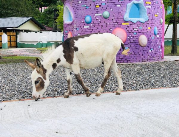 LINE_ALBUM_長埤湖精靈村動物實景圖_230708_9
